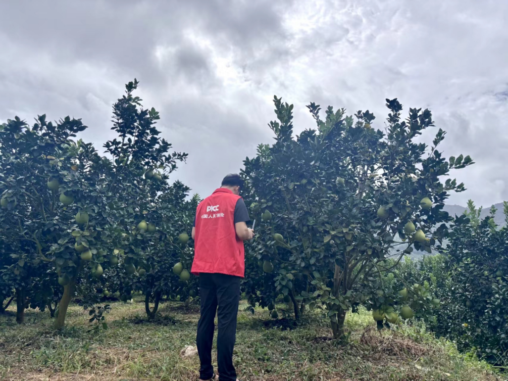 人保财险多举措护航梅州金柚产业高质量发展